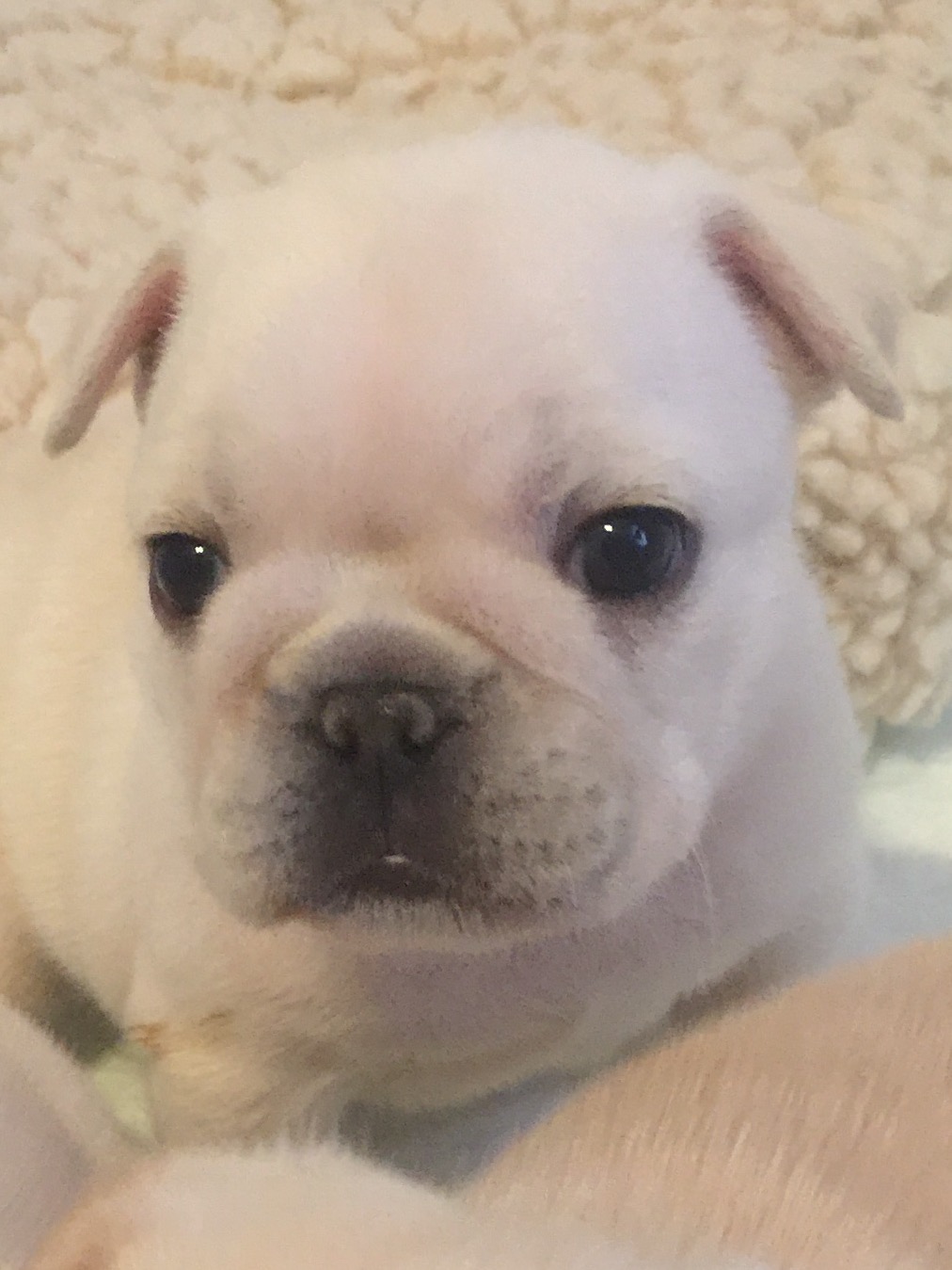 French Bulldogs Marydell French Bulldogs Puppies New York