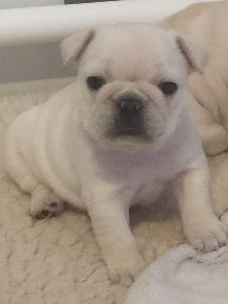 French Bulldogs Marydell French Bulldogs Puppies New York